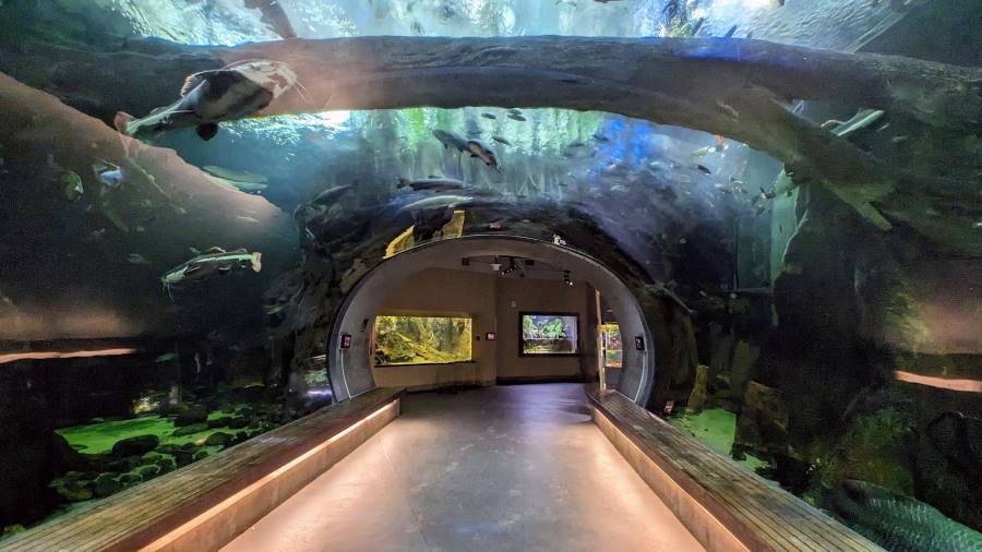 San_Francisco_California_Academy_of_Sciences_3