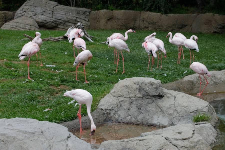 San_Francisco_Oakland_Zoo_10