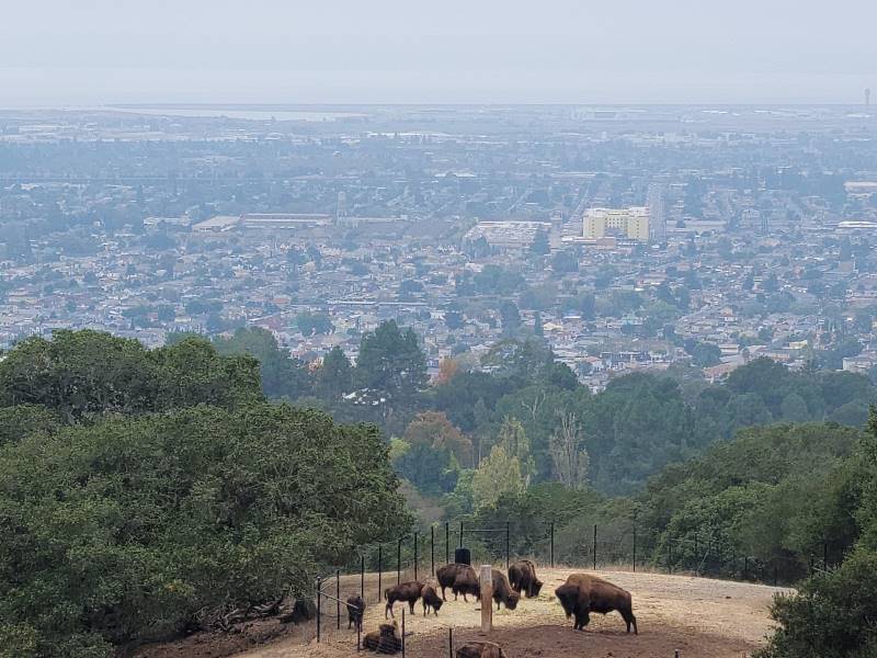 San_Francisco_Oakland_Zoo_4
