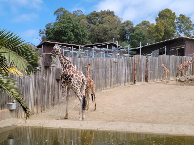 San_Francisco_Oakland_Zoo_6