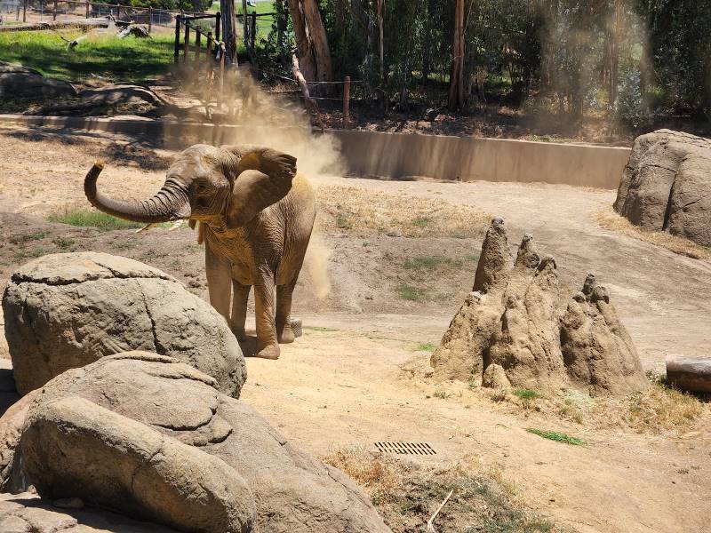 San_Francisco_Oakland_Zoo_7