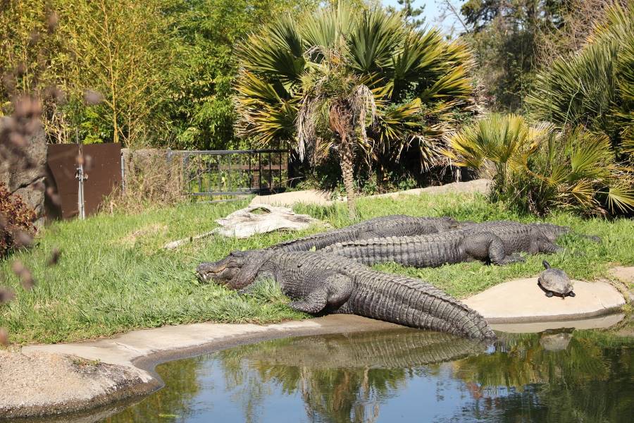 San_Francisco_Oakland_Zoo_8