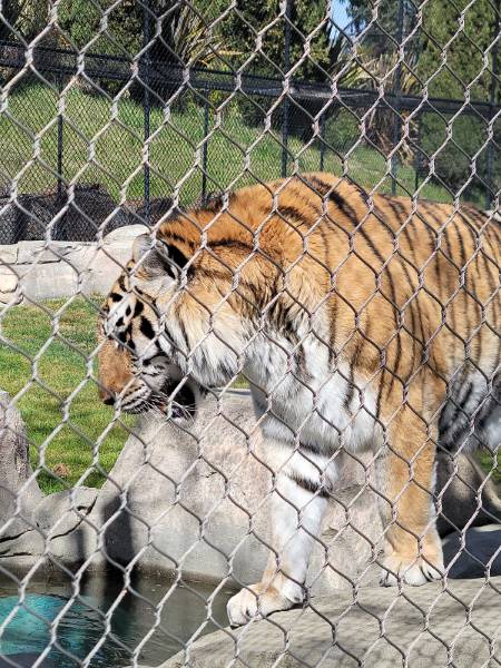 San_Francisco_Six_Flags_Discovery_Kingdom_8