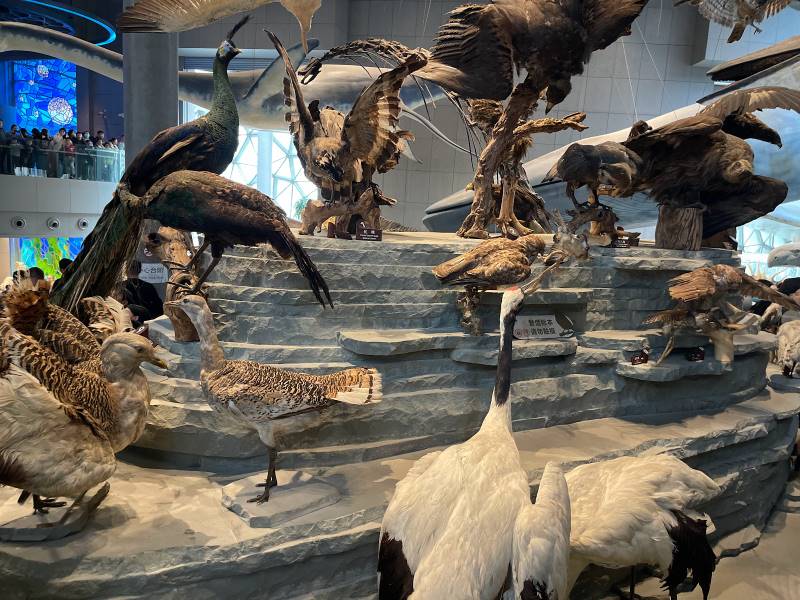 Shanghai_Shanghai_Natural_History_Museum_3