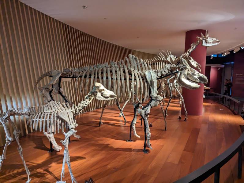 Shanghai_Shanghai_Natural_History_Museum_4