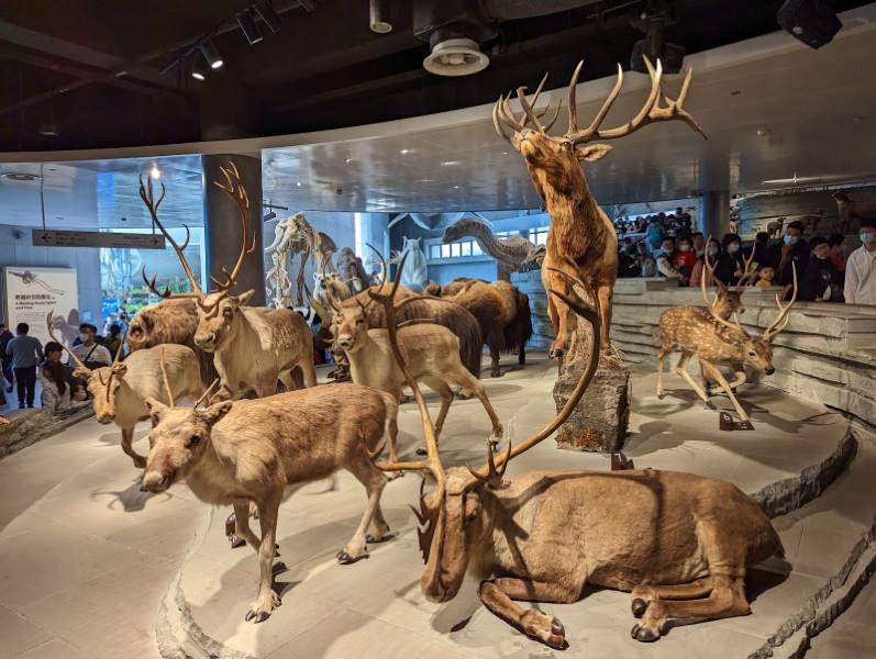 Shanghai_Shanghai_Natural_History_Museum_5