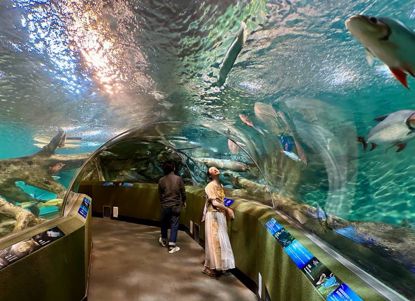 Shanghai_Shanghai_Ocean_Aquarium_1