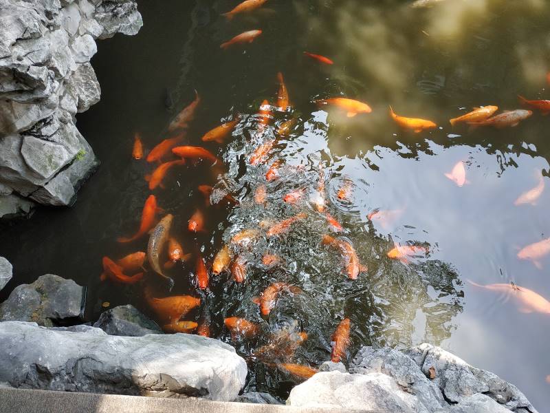 Shanghai_Yuyuan_Garden_5