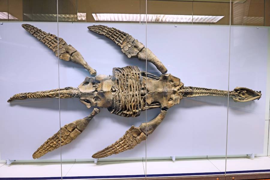Stuttgart_The_State_Museum_of_Natural_History_10