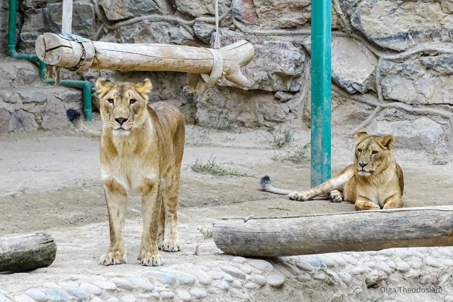 Tashkent_Tashkent_Zoo_3