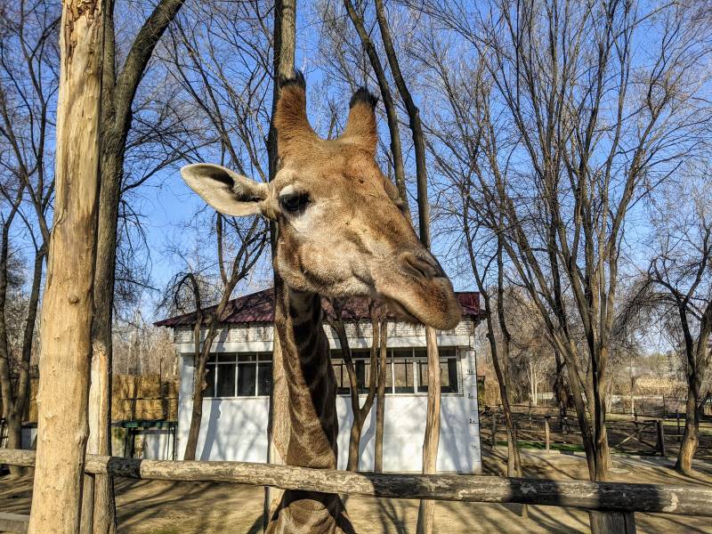 Tashkent_Tashkent_Zoo_4