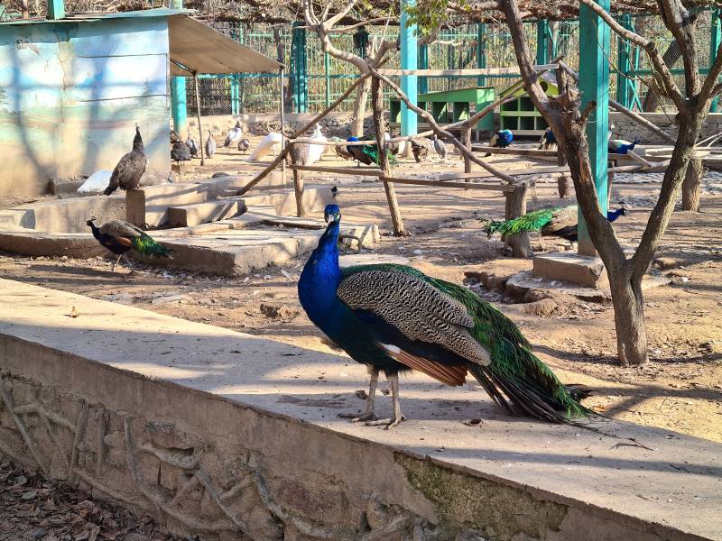 Tashkent_Tashkent_Zoo_5