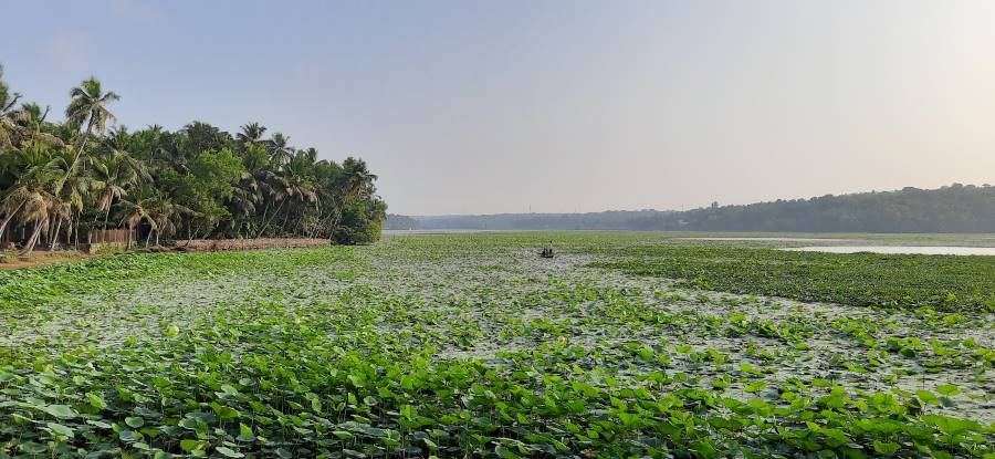 Thiruvananthapuram_Vellayani_Lake_2