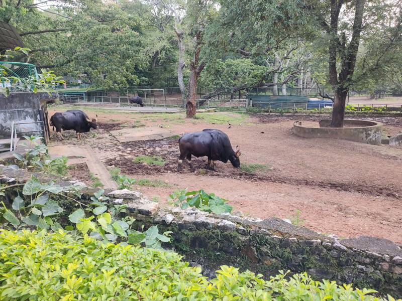Thiruvananthapuram_Zoological_Park_Trivandrum_6
