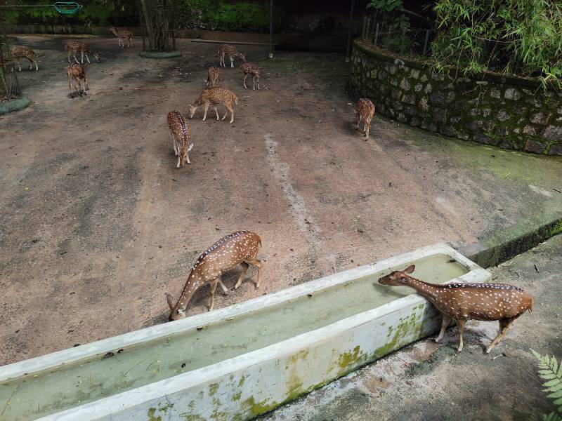 Thiruvananthapuram_Zoological_Park_Trivandrum_9