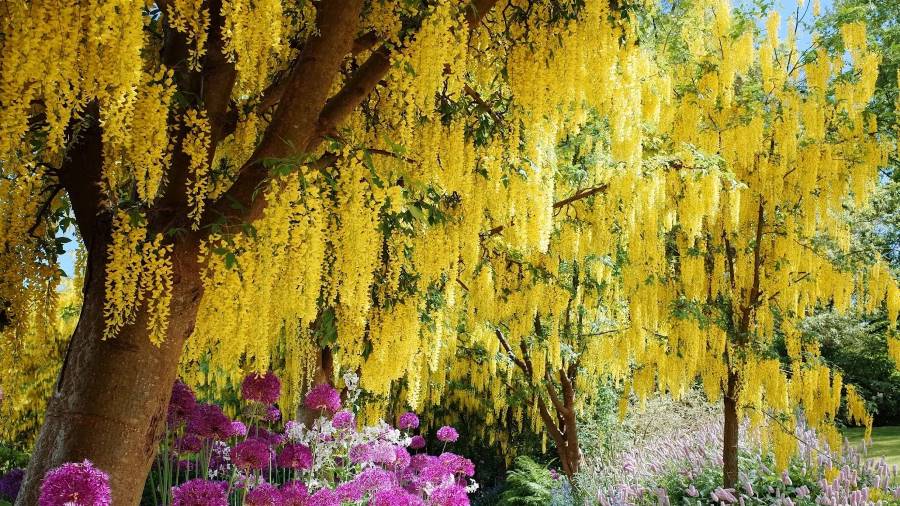 Vancouver_VanDusen_Botanical_Garden_2