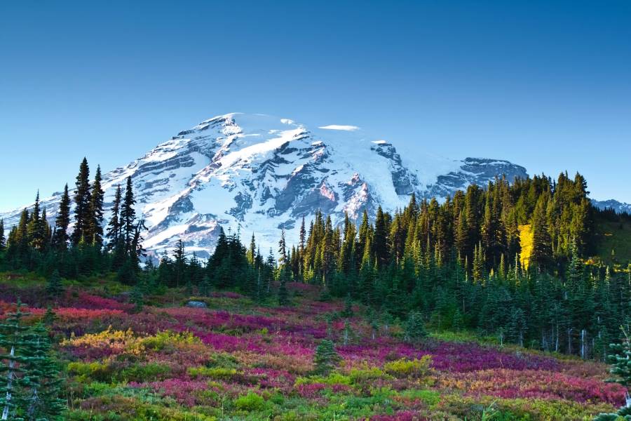 Washington_DC_Mount_Rainier_National_Park_3