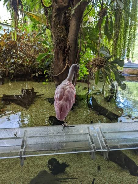 Washington_DC_Woodland_Park_Zoo_10