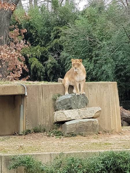 Washington_DC_Woodland_Park_Zoo_5