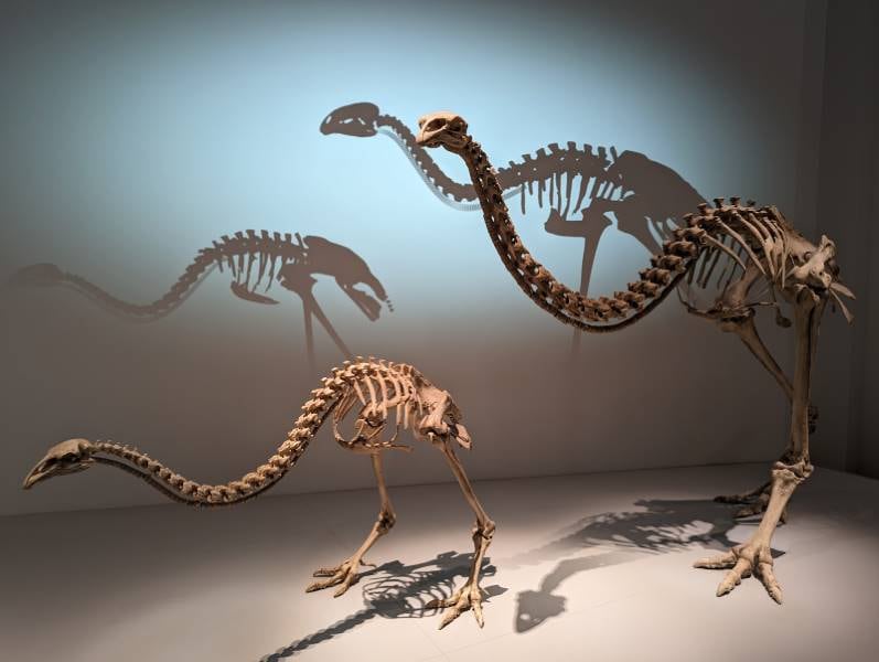 Wellington_Museum_of_New_Zealand_Te_Papa_Tongarewa_8