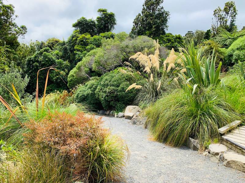 Wellington_Otari_Wilton's_Bush_1