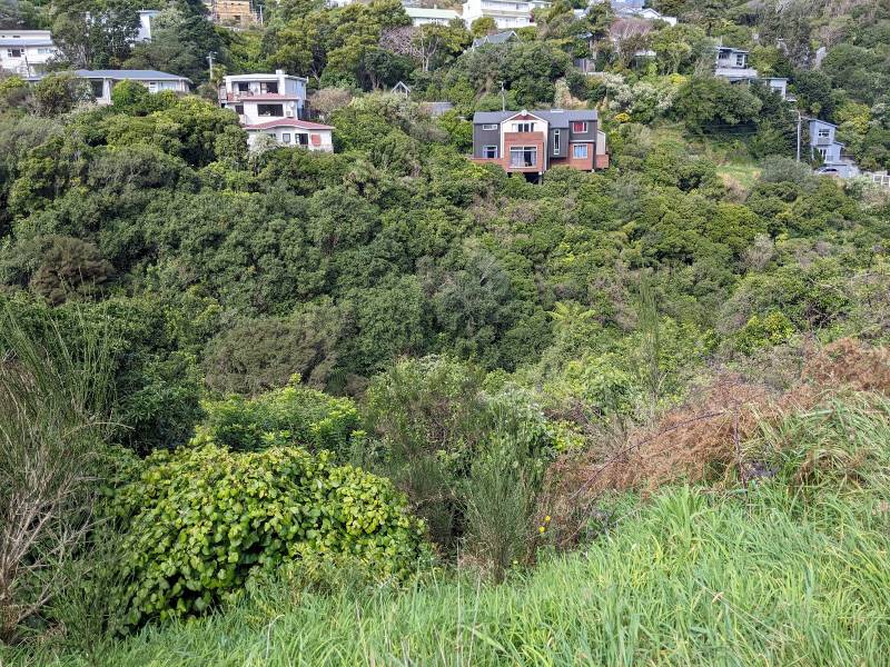 Wellington_Otari_Wilton's_Bush_6