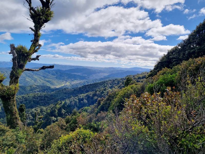 Wellington_Remutaka_Forest_Park_7