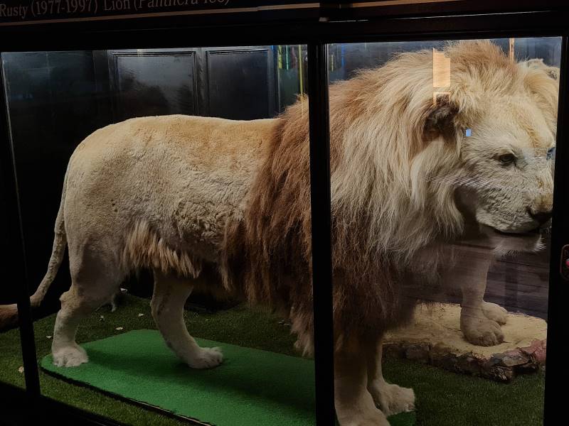 Wellington_Wellington_Museum_10
