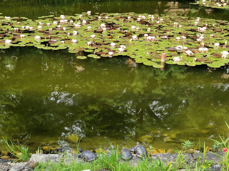 Zagreb_Botanical_Garden_Zagreb_5