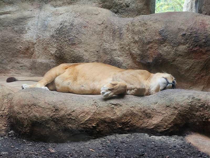 Zagreb_Maksimir_Park_and_City_Zoo_6