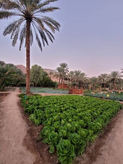 Al_Ula_The_AlUla_Oasis_3