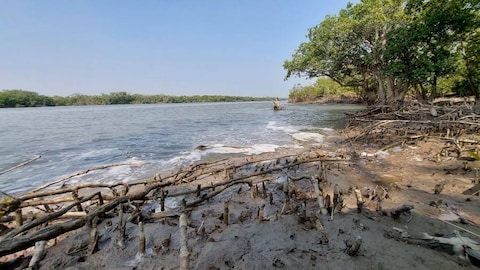 Balasore Bichitrapur Mangrove Sanctuary