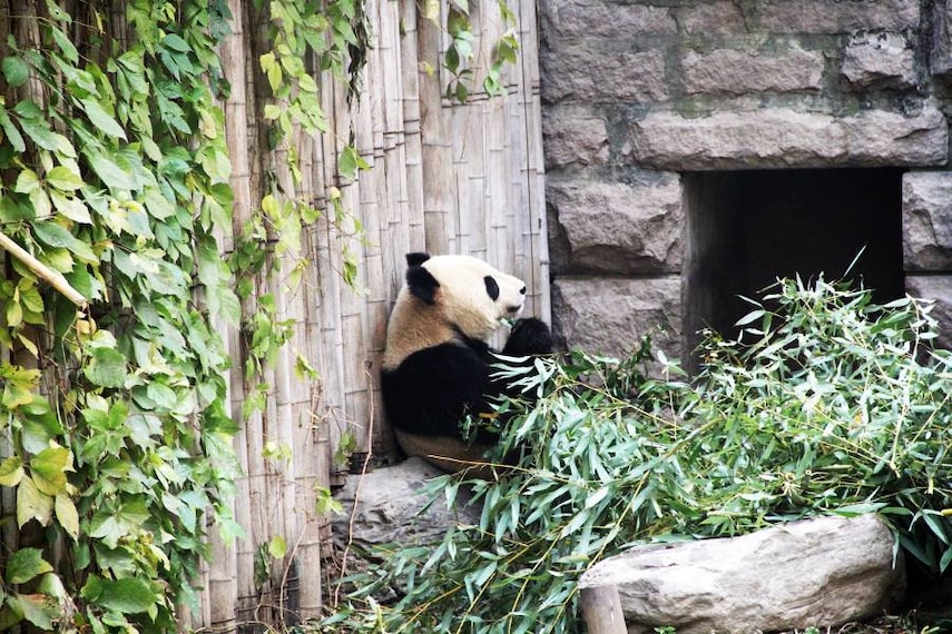 Beijing_Beijing_Zoo_1