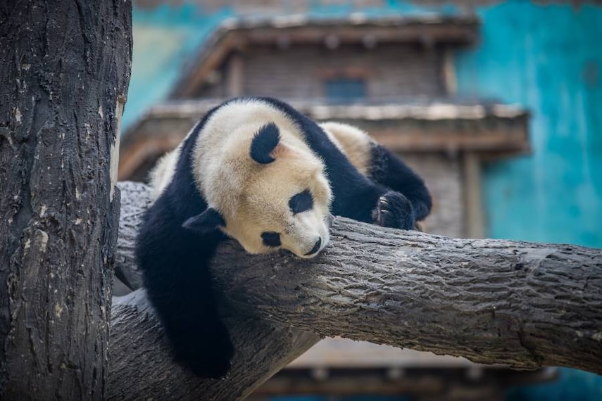 Beijing_Beijing_Zoo_4