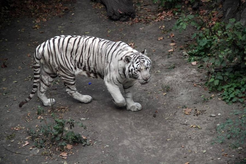 Beijing_Beijing_Zoo_8