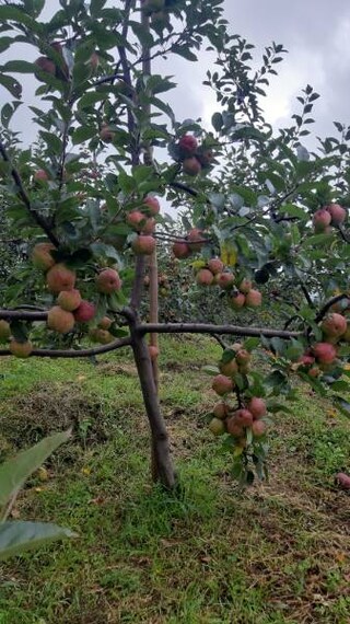 Bomdila_Apple_Orchards_1