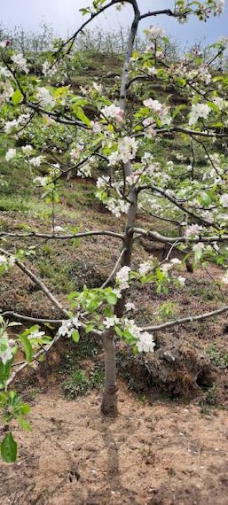 Bomdila_Apple_Orchards_7