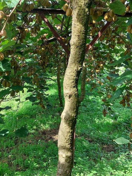 Bomdila_Apple_Orchards_9