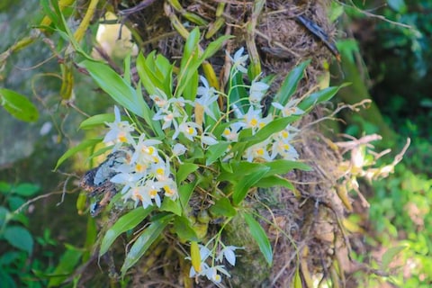 Sessa Orchid Sanctuary