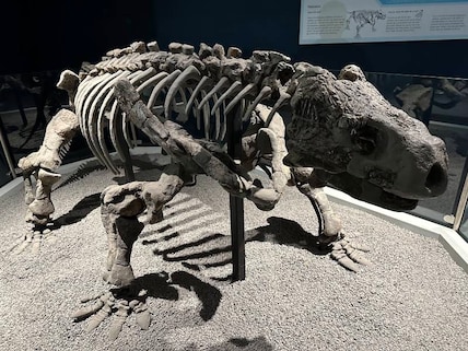 Iziko South African Museum