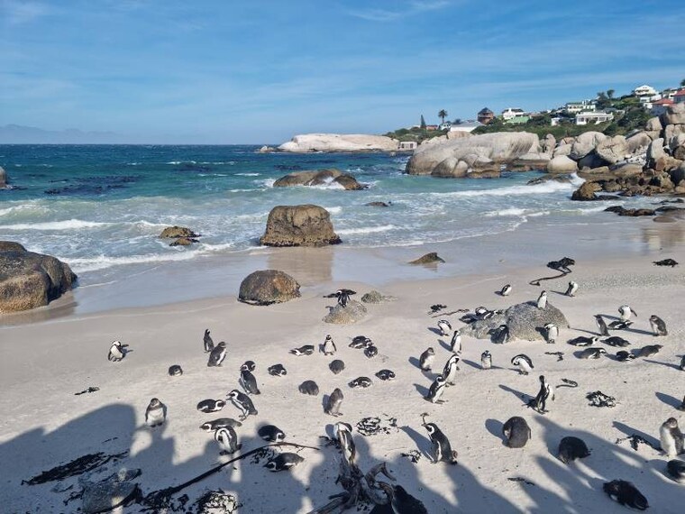 Cape_Town_Penguins_at_Boulders_Beach_1
