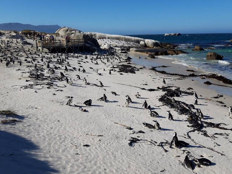 Cape_Town_Penguins_at_Boulders_Beach_8