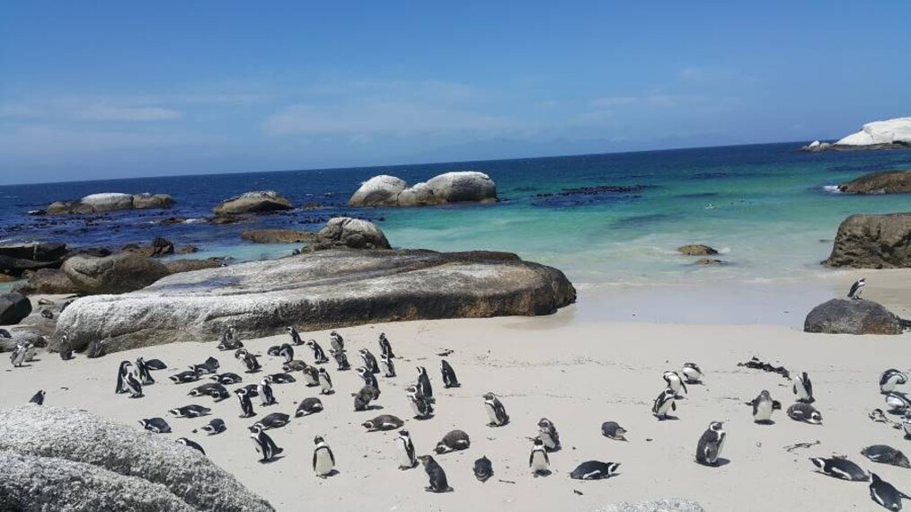 Cape_Town_Penguins_at_Boulders_Beach_9