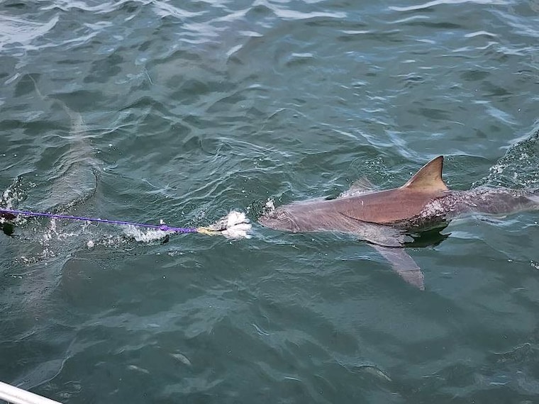 Cape_Town_Shark_Cage_Diving_2