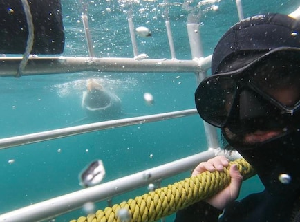 Shark Cage Diving