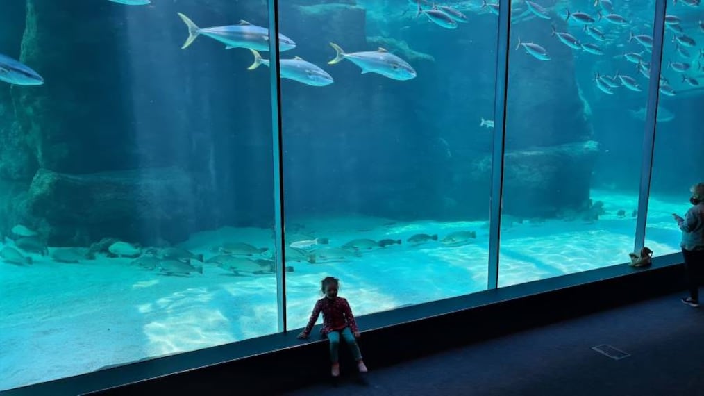 Cape_Town_Two_Oceans_Aquarium_6