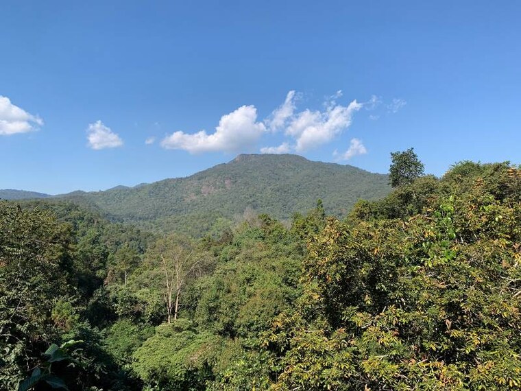 Chiang_Mai_Canopy_Walkway_2