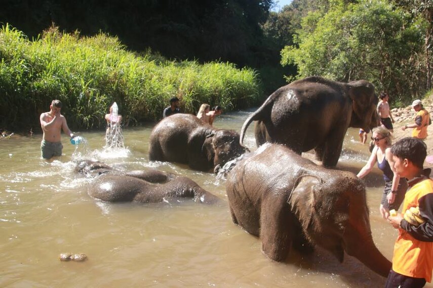 Chiang_Mai_Elephant_Jungle_Sanctuary_2