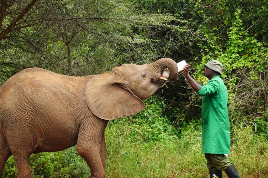 Chiang_Mai_Elephant_Jungle_Sanctuary_3