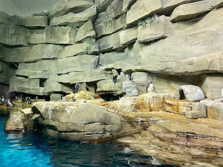 Chicago_Shedd_Aquarium_5